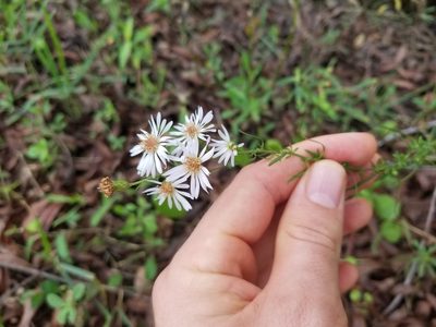 Symphyotrichum dumosum, photographed by Nash Turley