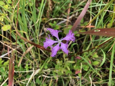 Dianthus longicalyx, photographed by Yoshimasa Uchiyama