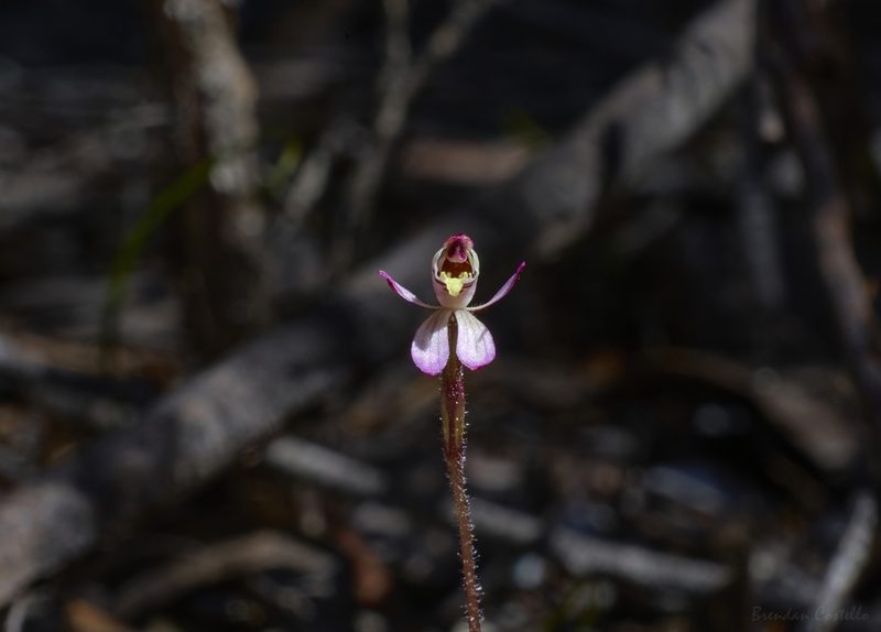 Caladenia pusilla, photographed by Brendan Costello