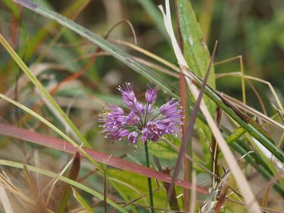 Allium thunbergii, photographed by Yoshimasa Uchiyama