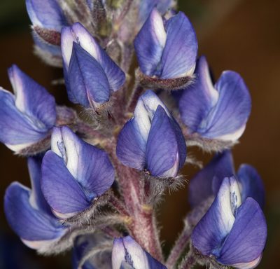 Lupinus nevadensis, photographed by Steve Matson