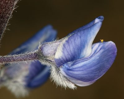 Lupinus nevadensis, photographed by Steve Matson