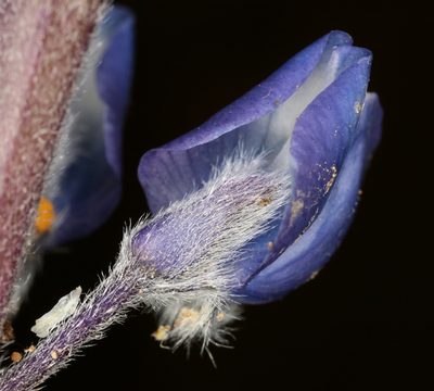 Lupinus nevadensis, photographed by Steve Matson