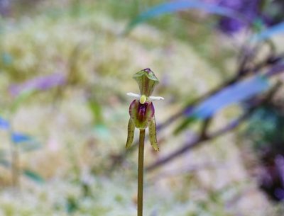 Townsonia viridis, photographed by Brendan Costello