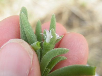 Delosperma herbeum, photographed by Antoinette Eyssell Knox