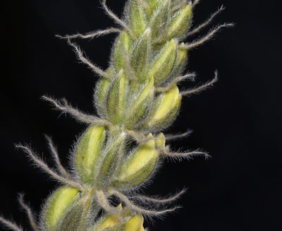 Lupinus padre-crowleyi, photographed by Steve Matson