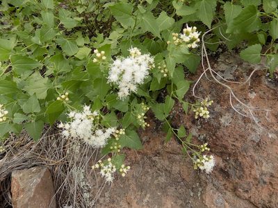 Ageratina herbacea, photographed by Elizabeth LaGro