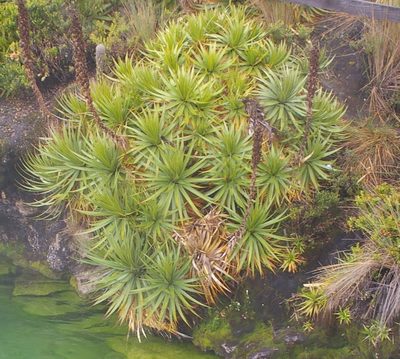 Puya ochroleuca, photographed by Don Johnston