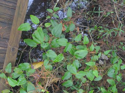 Smilax walteri, photographed by Mike Tilley