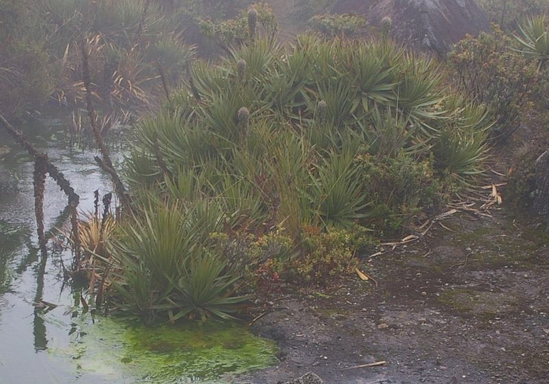 Puya ochroleuca, photographed by Don Johnston