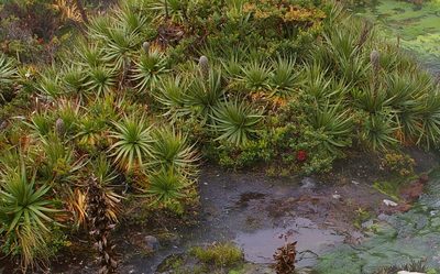 Puya ochroleuca, photographed by Don Johnston