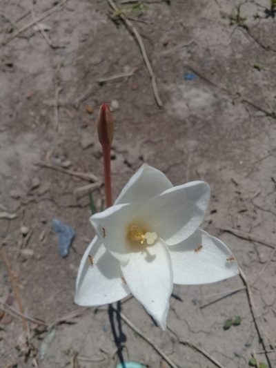 Zephyranthes longituba, photographed by E. Tadeo Hernández Almanza