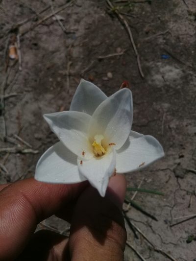 Zephyranthes longituba, photographed by E. Tadeo Hernández Almanza