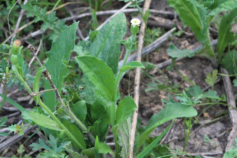 Podocoma hirsuta, photographed by demianlescano