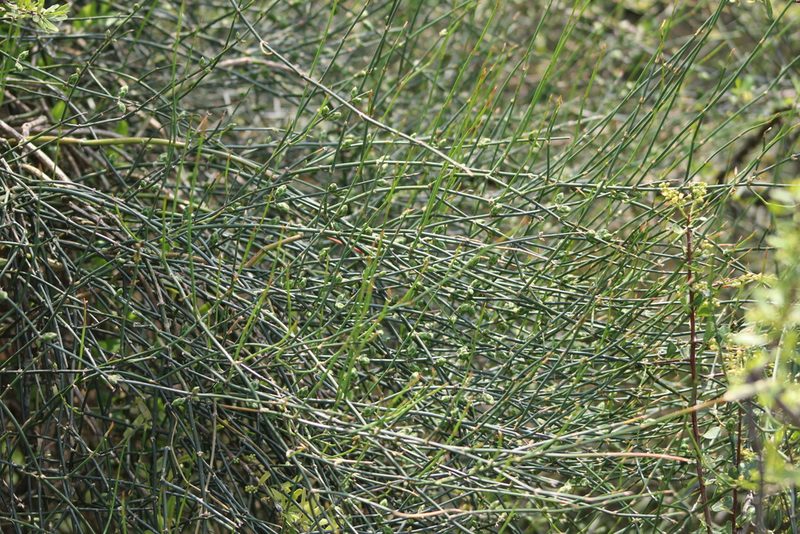 Ephedra triandra, photographed by demianlescano