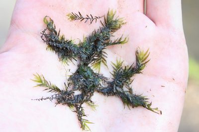 Fissidens fontanus, photographed by Quinten Wiegersma