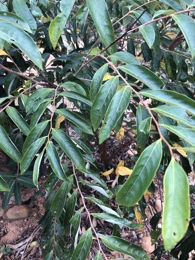 Glochidion acuminatum, photographed by 鄭雪雲