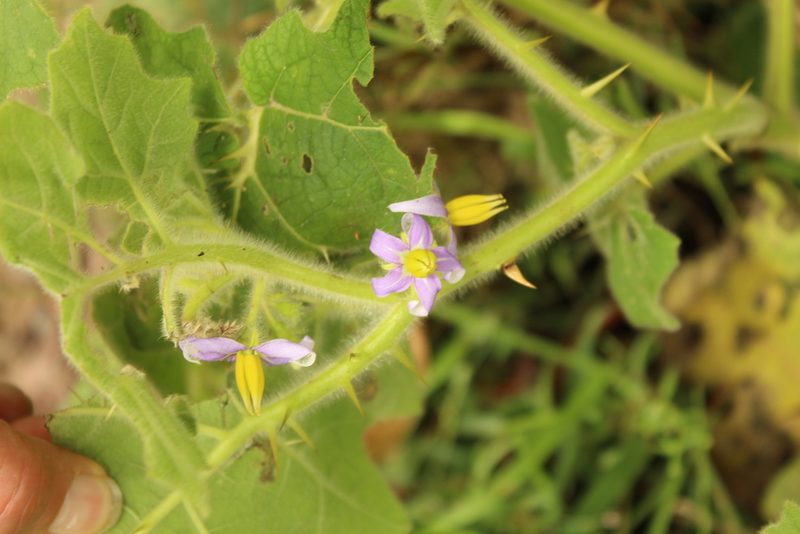 Solanum mammosum, photographed by Andrés Ramírez-Barrera