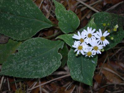 Schistocarpha longiligula, photographed by Neptalí Ramírez Marcial