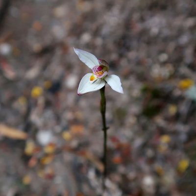 Caladenia alata, photographed by Cowirrie