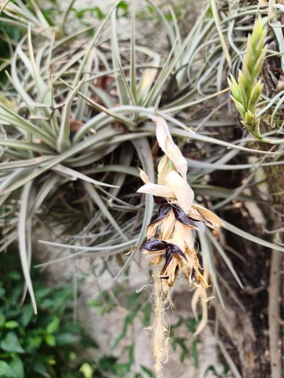 Tillandsia ixioides, photographed by Sol Quipildor