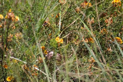 Dillwynia cinerascens, photographed by Rod Lowther