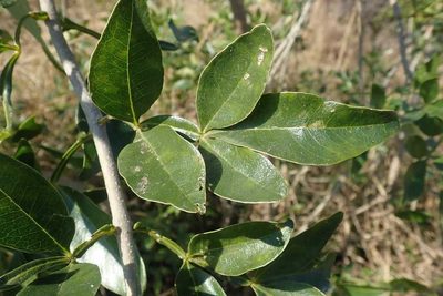 Schrebera alata, photographed by Andrew Deacon
