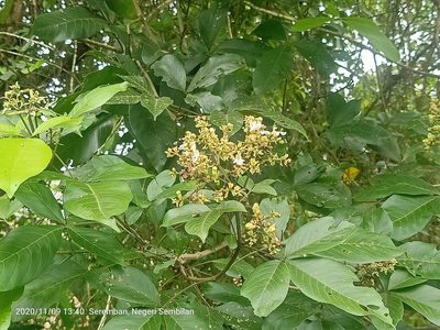 Vitex pinnata, photographed by Ong Jyh Seng