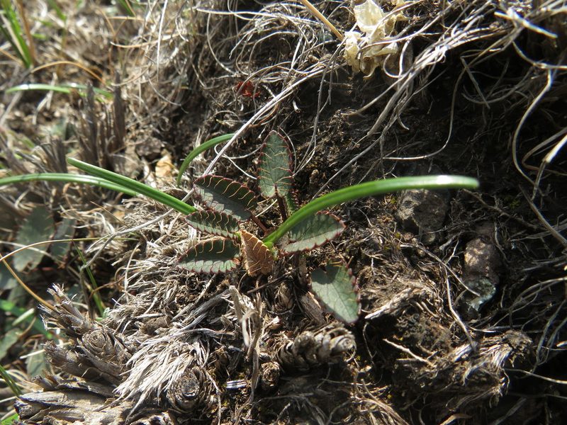 Alepidea galpinii, photographed by James Deacon