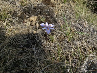 Moraea stricta, photographed by James Deacon