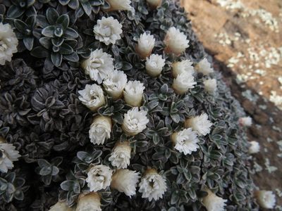 Helichrysum sessilioides, photographed by James Deacon