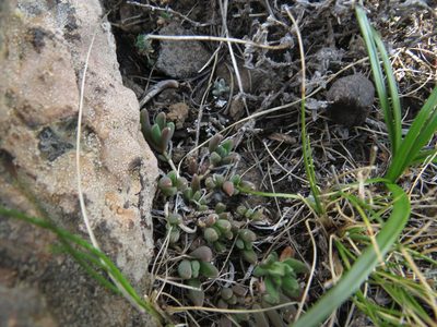 Delosperma basuticum, photographed by James Deacon