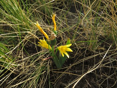 Cyrtanthus breviflorus, photographed by James Deacon