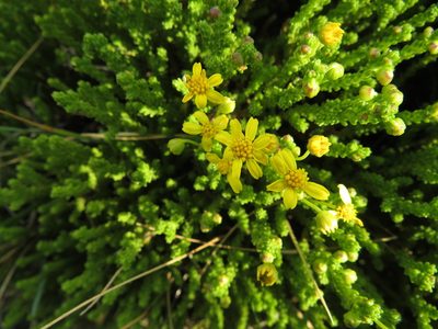 Euryops candollei, photographed by James Deacon