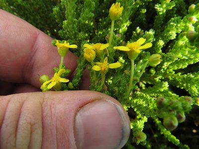 Euryops candollei, photographed by James Deacon