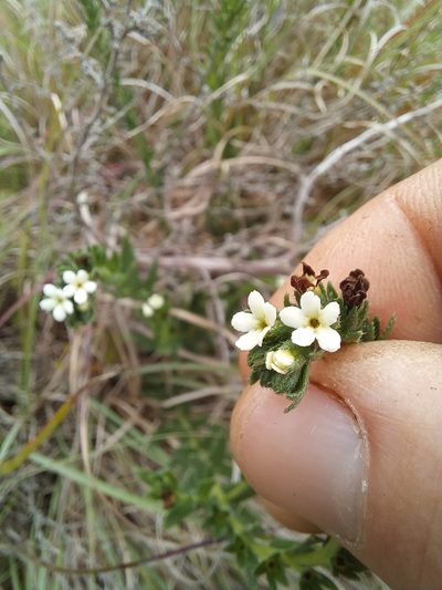 Lithospermum papillosum, photographed by kevin koen