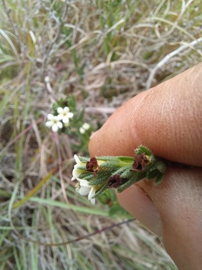 Lithospermum papillosum, photographed by kevin koen