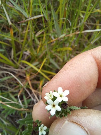 Lithospermum papillosum, photographed by kevin koen