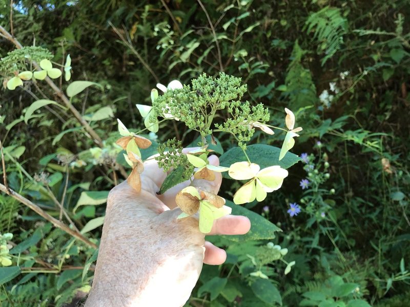 Hydrangea radiata, photographed by Alan Weakley