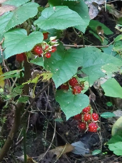 Rubus hakonensis, photographed by WATANABE Hitoshi 渡辺仁