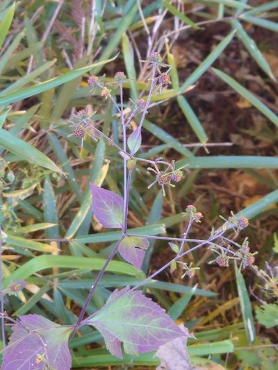 Sigesbeckia glabrescens, photographed by WATANABE Hitoshi 渡辺仁