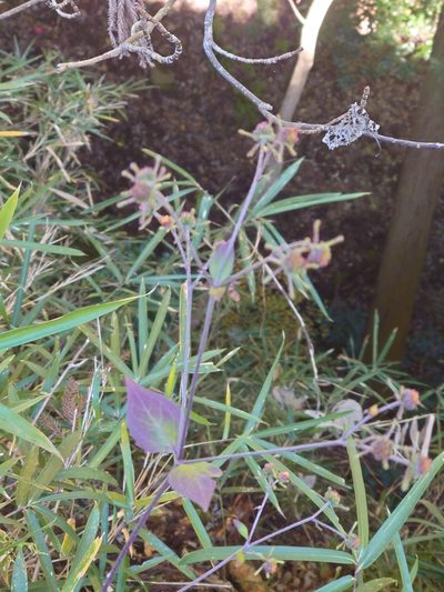 Sigesbeckia glabrescens, photographed by WATANABE Hitoshi 渡辺仁
