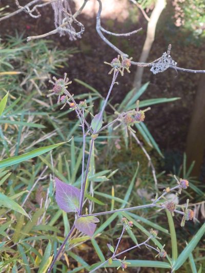 Sigesbeckia glabrescens, photographed by WATANABE Hitoshi 渡辺仁