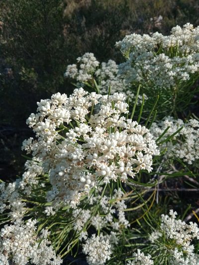 Conospermum mitchellii, photographed by Nina Kerr