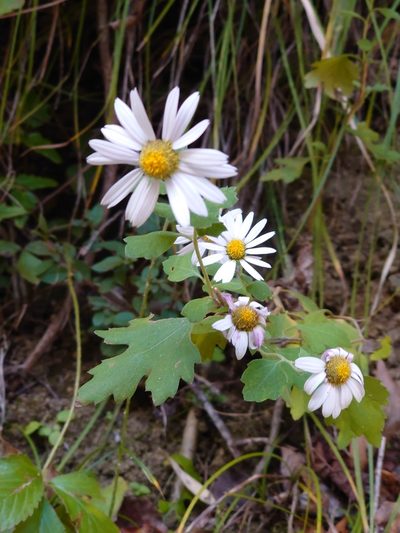 Chrysanthemum japonicum, photographed by WATANABE Hitoshi 渡辺仁