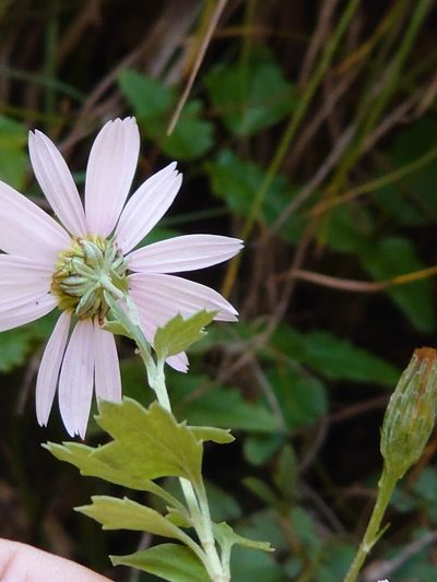 Chrysanthemum japonicum, photographed by WATANABE Hitoshi 渡辺仁