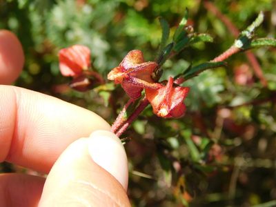 Hermannia angularis, photographed by Rebecca Ryen-Stols