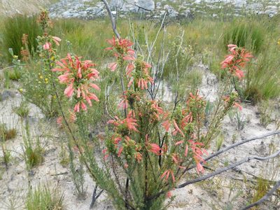 Erica glandulosa, photographed by Rebecca Ryen-Stols