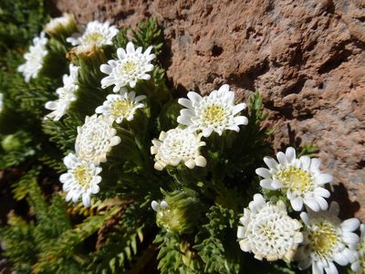 Leucheria daucifolia, photographed by Fabien Anthelme
