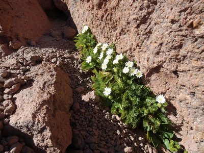 Leucheria daucifolia, photographed by Fabien Anthelme